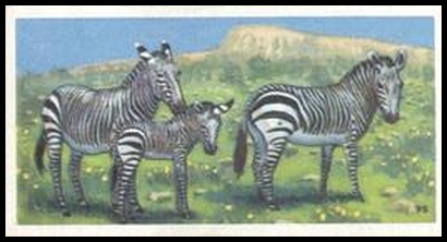 10 Cape Mountain Zebra